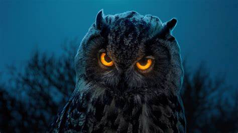 Night Owls: Embracing the Nocturnal Life