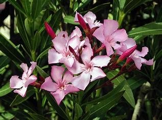 The Oleander and Antifreeze Murder: A Case of Calculated Poisoning